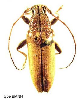 Papua Insects Foundation (Coleoptera/Cerambycidae/Tmesisternus modestus)